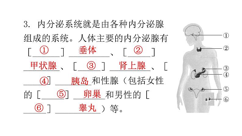 北师大版七年级生物下册第12章人体的自我调节第3节激素调节课件第6页