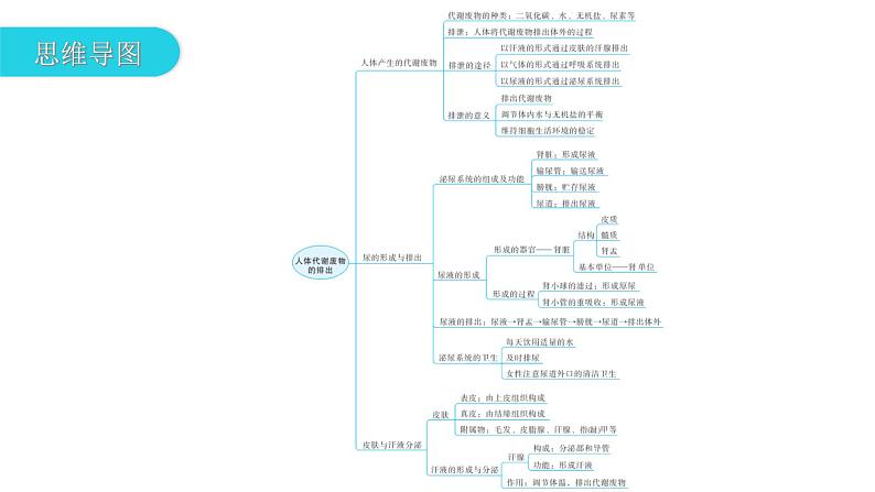 北师大版七年级生物下册第11章人体代谢废物的排出章末总结课件03