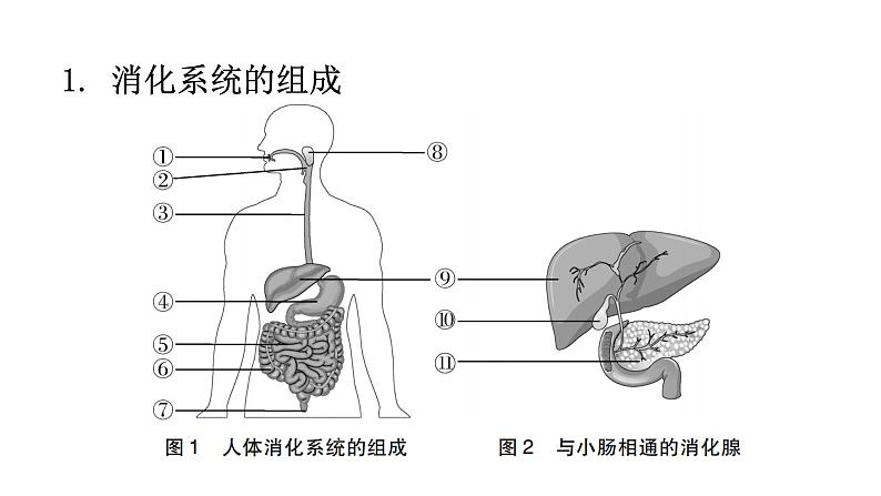 北师大版七年级生物下册第八章人体的营养课件第2页