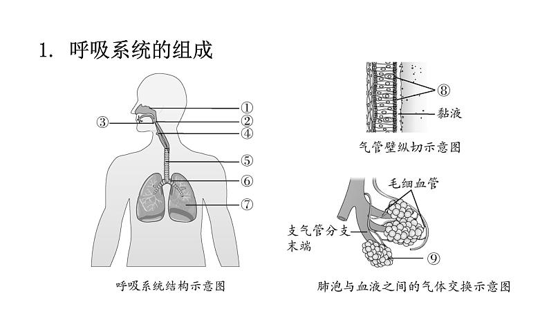 北师大版七年级生物下册第十章人体的能量供应课件第2页