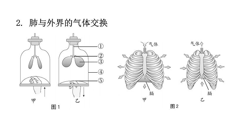 北师大版七年级生物下册第十章人体的能量供应课件第6页