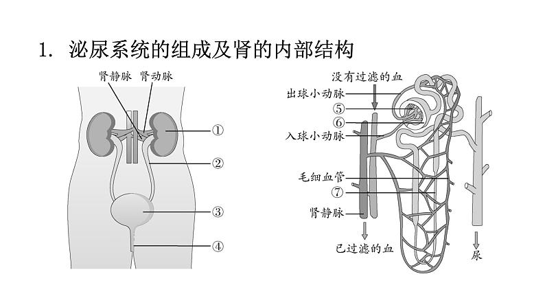 北师大版七年级生物下册第十一章人体代谢废物的排出课件02