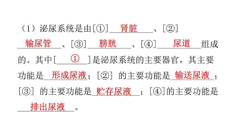 北师大版七年级生物下册第十一章人体代谢废物的排出课件03