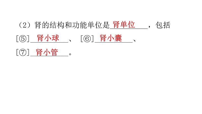 北师大版七年级生物下册第十一章人体代谢废物的排出课件04