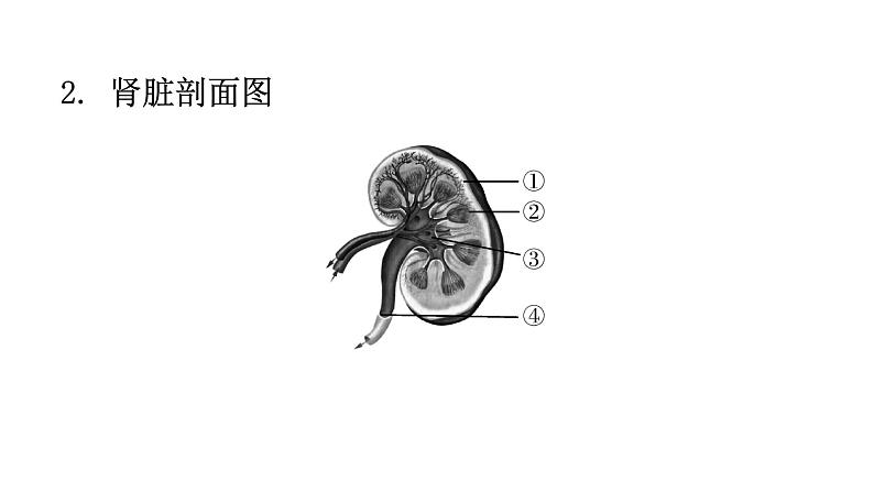 北师大版七年级生物下册第十一章人体代谢废物的排出课件05