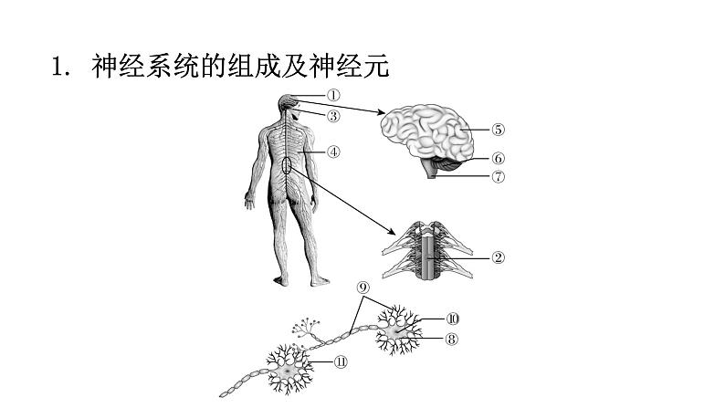 北师大版七年级生物下册第十二章人体的自我调节课件第2页