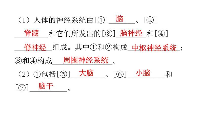 北师大版七年级生物下册第十二章人体的自我调节课件第3页