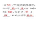 北师大版七年级生物下册第十二章人体的自我调节课件
