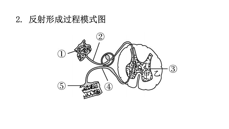 北师大版七年级生物下册第十二章人体的自我调节课件第5页