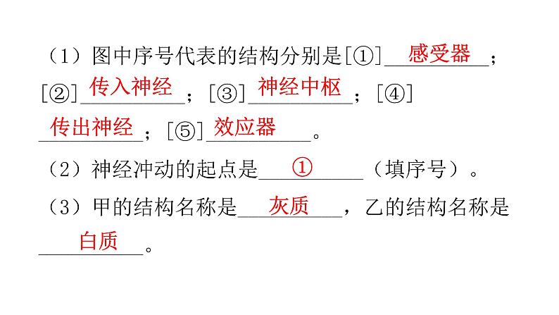 北师大版七年级生物下册第十二章人体的自我调节课件第6页