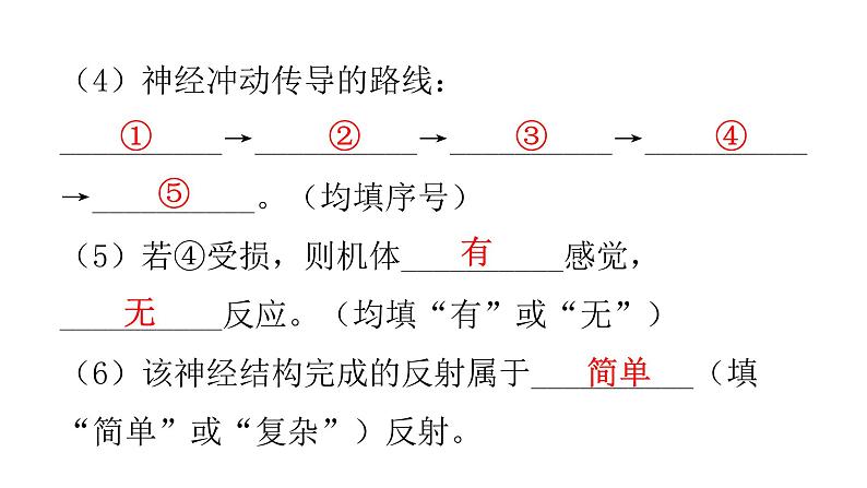 北师大版七年级生物下册第十二章人体的自我调节课件第7页