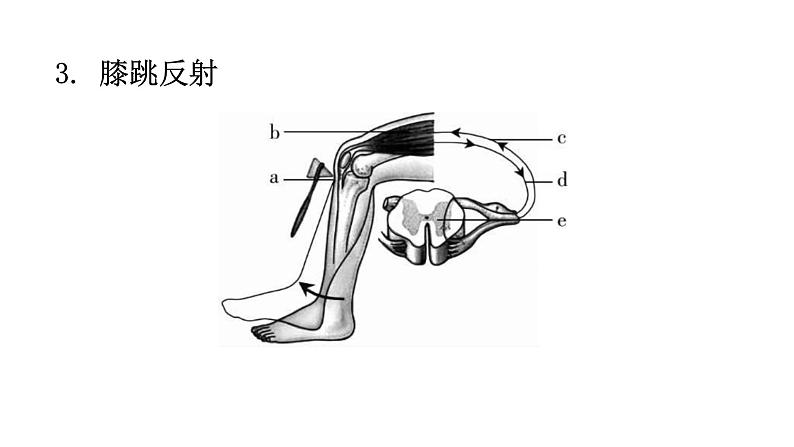 北师大版七年级生物下册第十二章人体的自我调节课件第8页