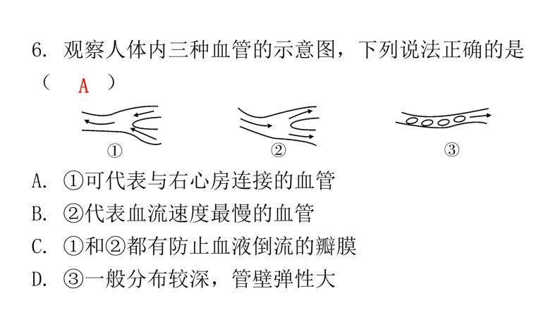 北师大版七年级生物下册期末过关训练课件08