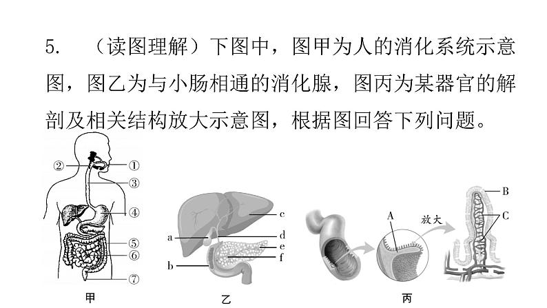 北师大版七年级生物下册第8章人体的营养第2节食物的消化和营养物质的吸收第2课时课件第7页