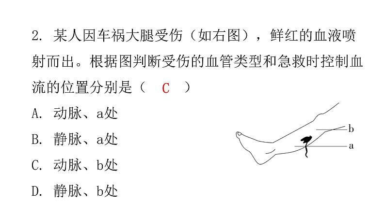 北师大版七年级生物下册第9章人体内的物质运输第2节血液循环第1课时课件04