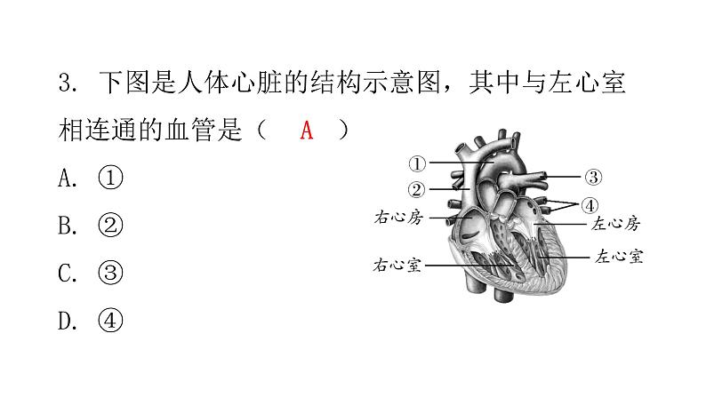 北师大版七年级生物下册第9章人体内的物质运输第2节血液循环第1课时课件05