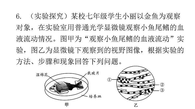 北师大版七年级生物下册第9章人体内的物质运输第2节血液循环第2课时课件第8页