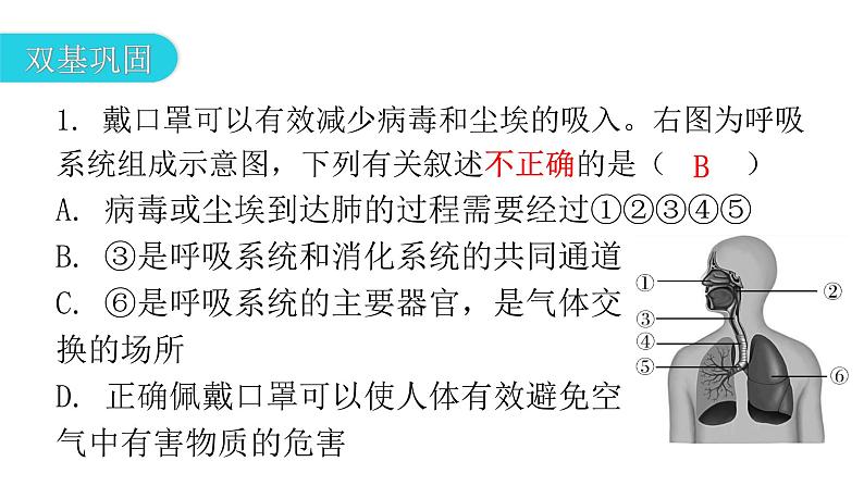 北师大版七年级生物下册第10章人体的能量供应第2节人体细胞获得氧气的过程第1课时课件第3页