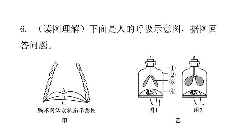 北师大版七年级生物下册第10章人体的能量供应第2节人体细胞获得氧气的过程第1课时课件第8页