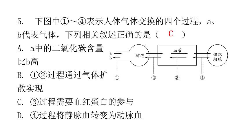 北师大版七年级生物下册第10章人体的能量供应第2节人体细胞获得氧气的过程第2课时课件第7页