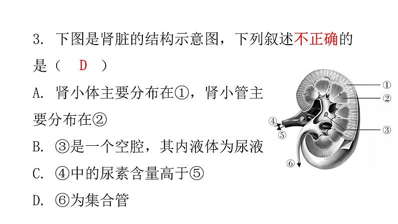 北师大版七年级生物下册第11章人体代谢废物的排出第2节尿的形成与排出第1课时课件05