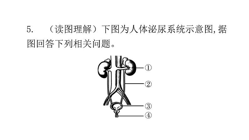 北师大版七年级生物下册第11章人体代谢废物的排出第2节尿的形成与排出第1课时课件07