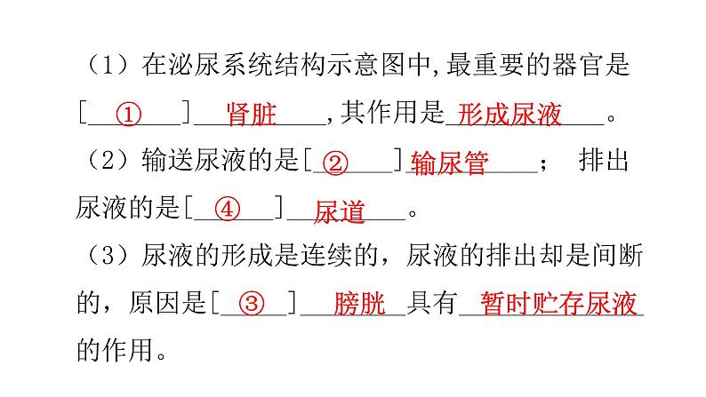 北师大版七年级生物下册第11章人体代谢废物的排出第2节尿的形成与排出第1课时课件08