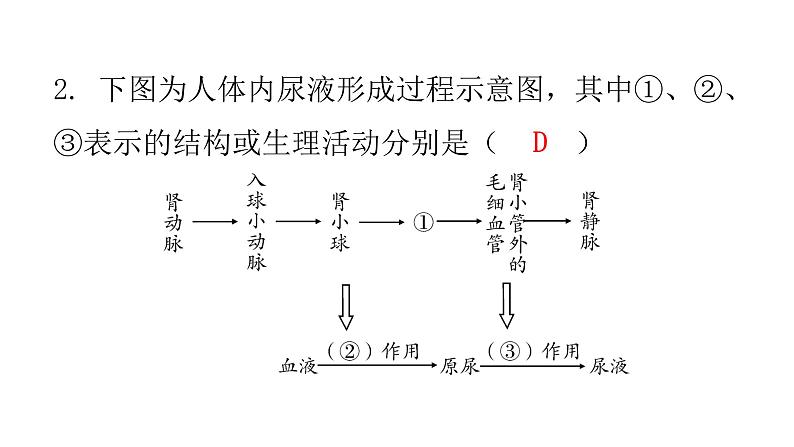 北师大版七年级生物下册第11章人体代谢废物的排出第2节尿的形成与排出第2课时课件04