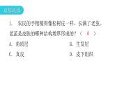 北师大版七年级生物下册第11章人体代谢废物的排出第3节皮肤与汗液分泌课件