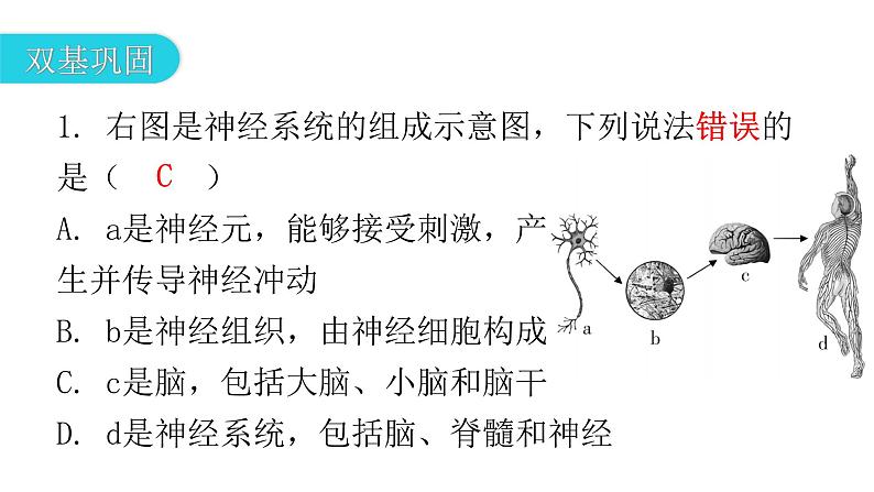 北师大版七年级生物下册第12章人体的自我调节第1节神经系统与神经调节第1课时课件第3页