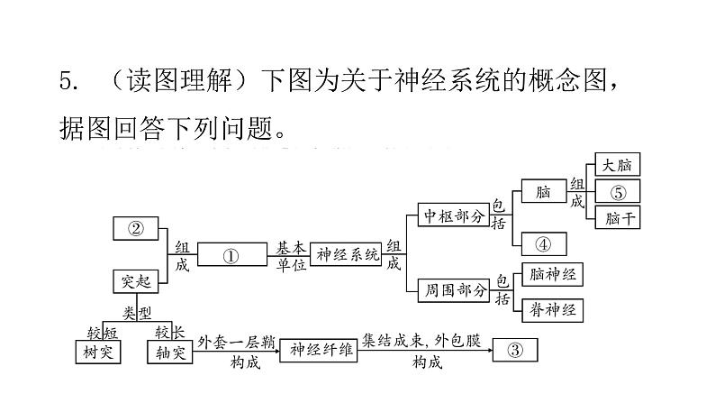 北师大版七年级生物下册第12章人体的自我调节第1节神经系统与神经调节第1课时课件第7页