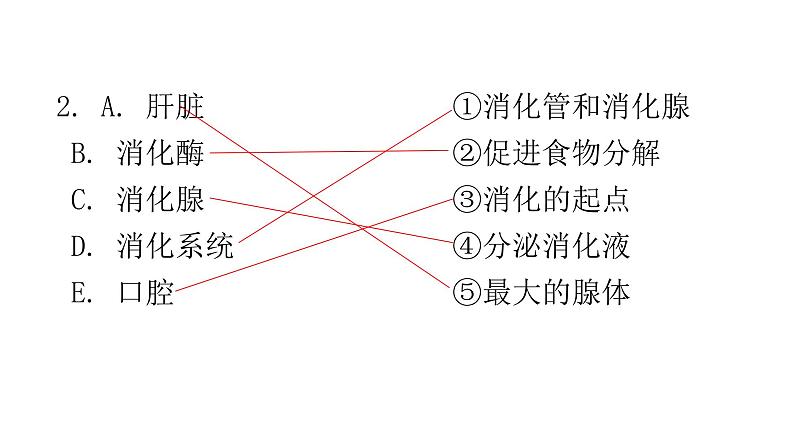 北师大版七年级生物下册相关知识连线题课件03