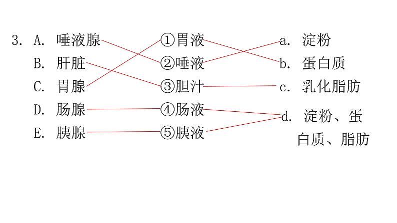 北师大版七年级生物下册相关知识连线题课件04