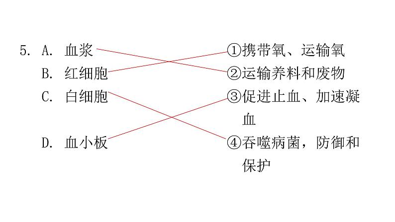 北师大版七年级生物下册相关知识连线题课件06