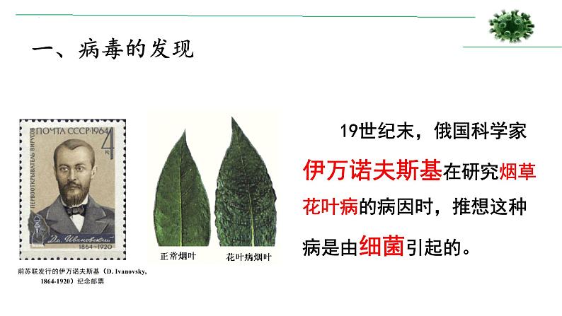 第五章《病毒》课件人教版生物八年级上册04