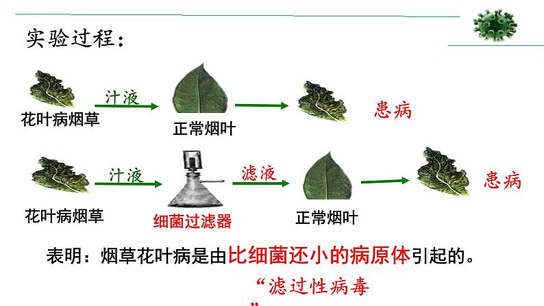 第五章《病毒》课件人教版生物八年级上册05