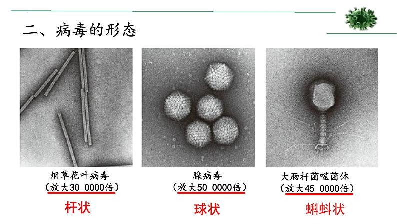 第五章《病毒》课件人教版生物八年级上册07