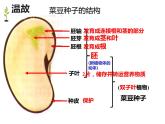 第三单元第二章第一节《种子的萌发》课件人教版七年级上册生物