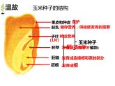 第三单元第二章第一节《种子的萌发》课件人教版七年级上册生物