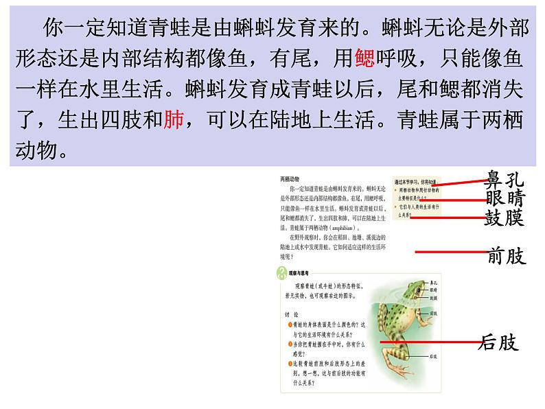 第五单元第一章第五节《两栖动物和爬行动物》课件人教版生物八年级上册第5页