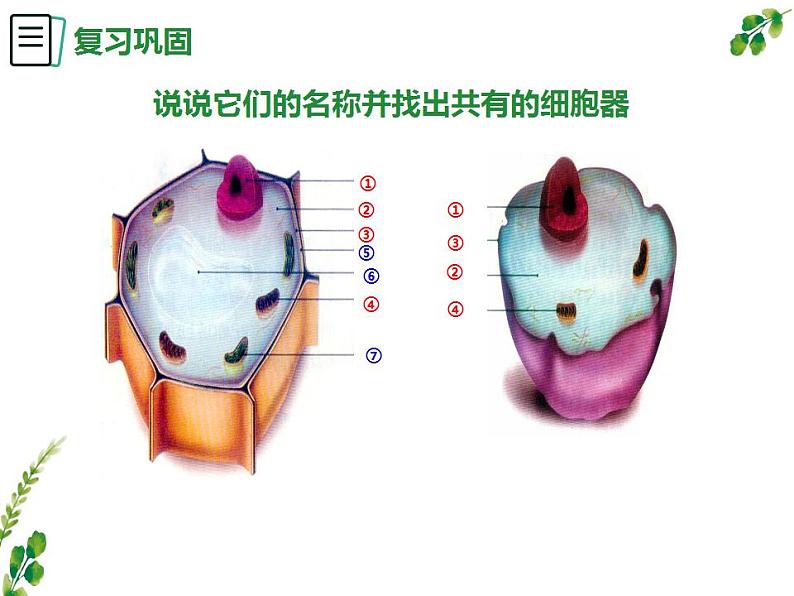 第二单元第一章第四节《细胞的生活》课件人教版生物七年级上册第2页