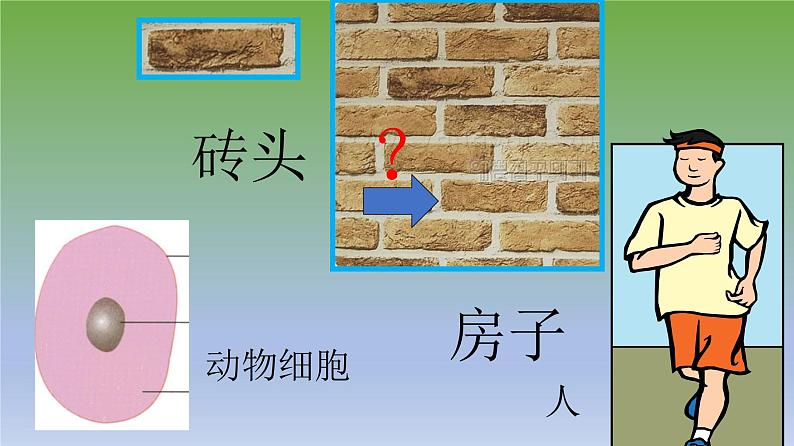 第二节《动物体的结构层次》课件人教版生物七年级上册01