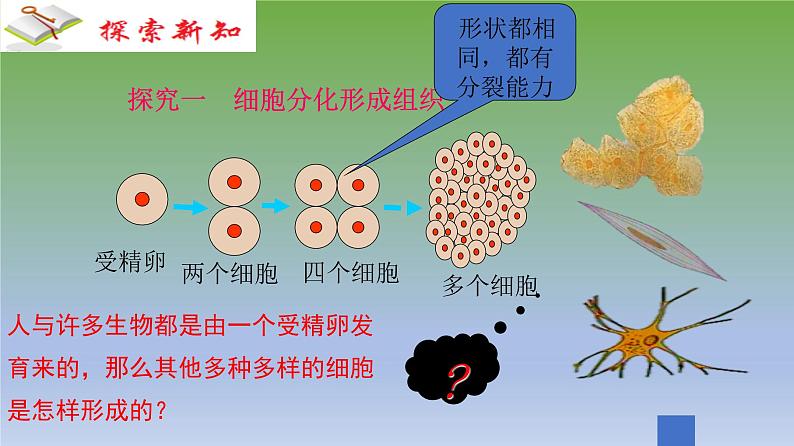 第二节《动物体的结构层次》课件人教版生物七年级上册03