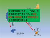 第二节《动物体的结构层次》课件人教版生物七年级上册