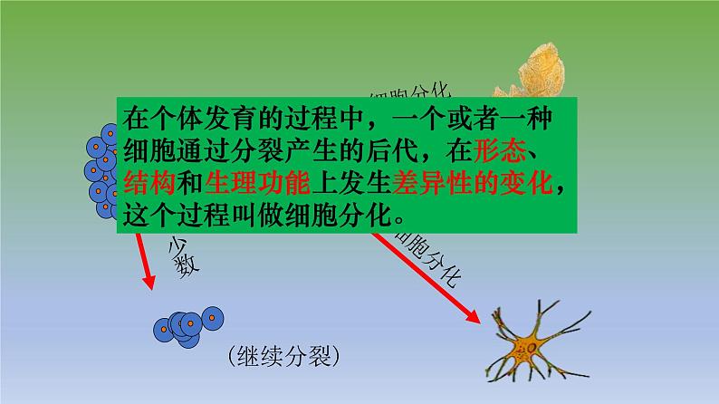 第二节《动物体的结构层次》课件人教版生物七年级上册04