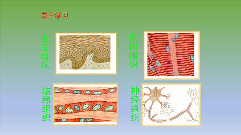 第二节《动物体的结构层次》课件人教版生物七年级上册06