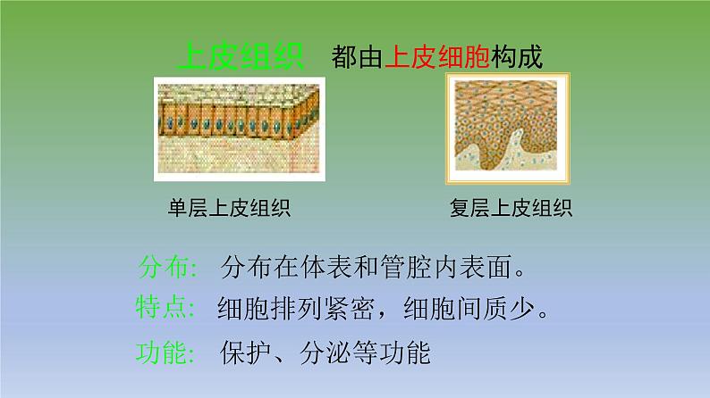 第二节《动物体的结构层次》课件人教版生物七年级上册07