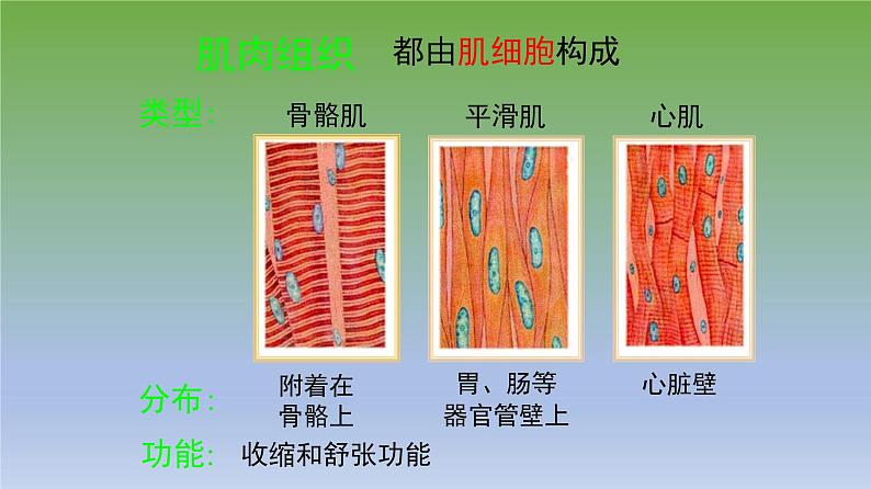 第二节《动物体的结构层次》课件人教版生物七年级上册08