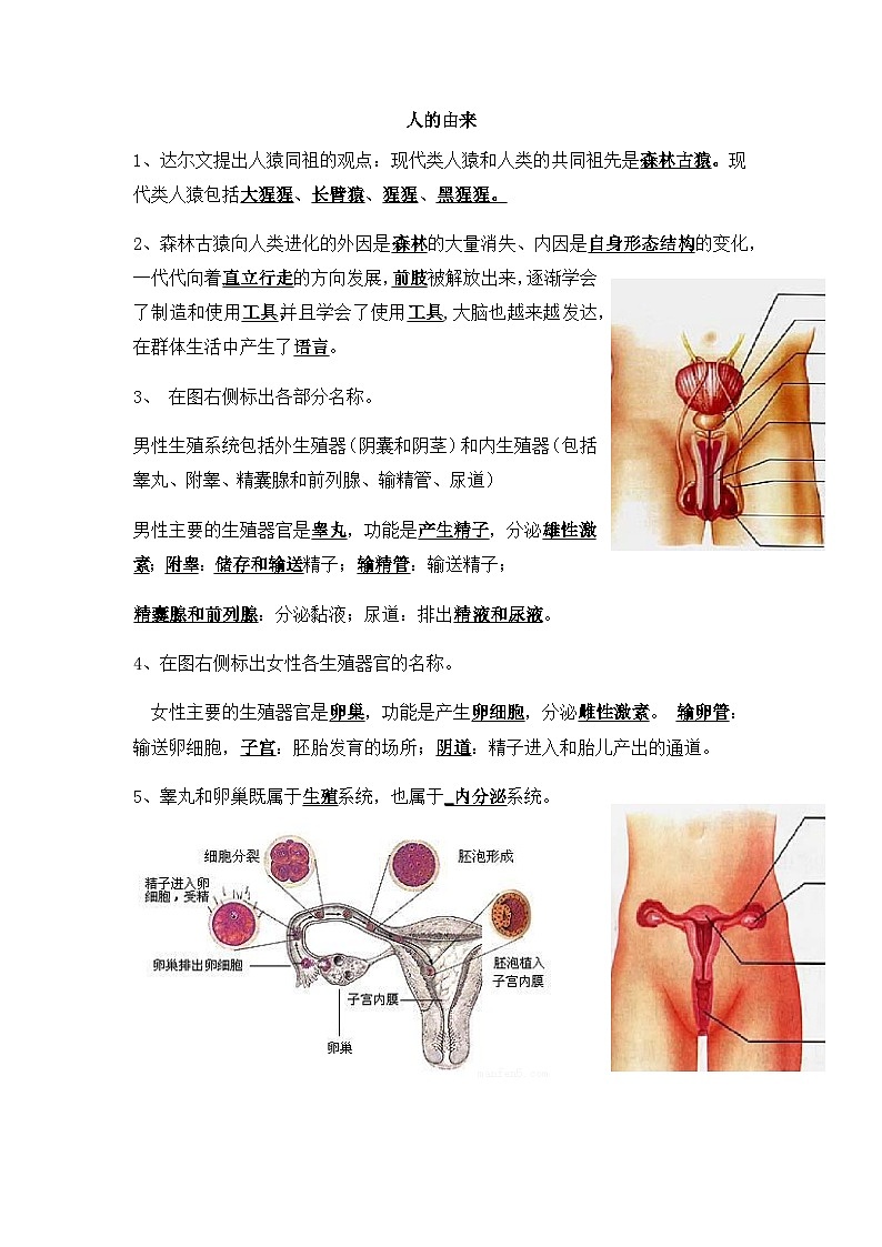 2024年中考生物知识点复习---人的由来第1页