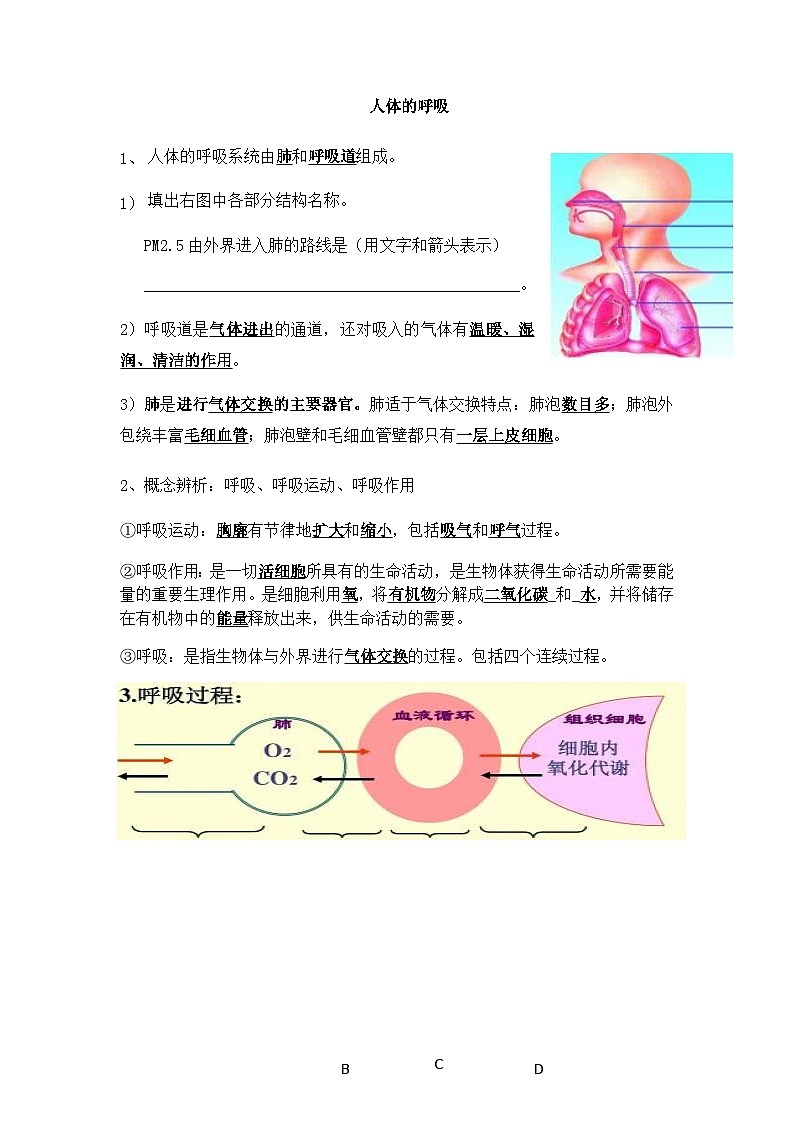 2024年中考生物知识点复习---人体的呼吸第1页